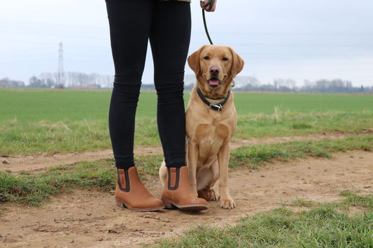 From The Yard To The Show Ring- changing your footwear to match!